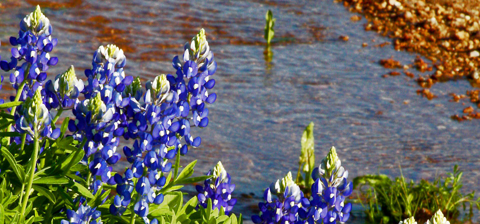 The Bluebonnet, Texas' state flower, growing on the hillside near Shady Oaks